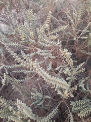 Halocnemum strobilaceum