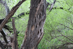 Condalia hookeri