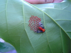 Sericoceros mexicanus