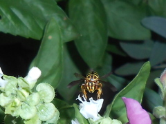 Epanthidium tigrinum