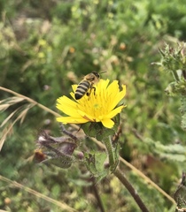 Apis mellifera