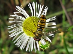 Episyrphus balteatus