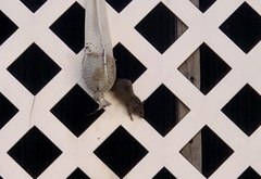 Mus musculus