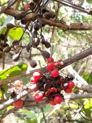 Dilleniaceae