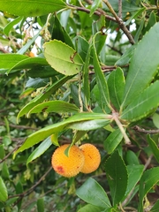 Arbutus unedo
