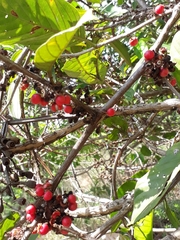 Dilleniaceae