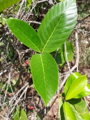 Dilleniaceae