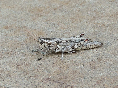 Melanoplus splendidus Hebard, 1920