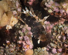 Dendrochirus barberi