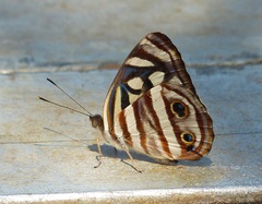 Dynamine postverta postverta