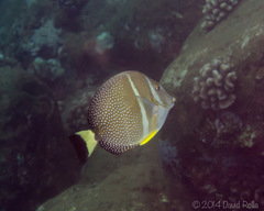 Acanthurus guttatus