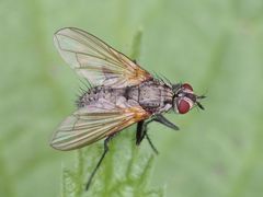 Macquartia grisea