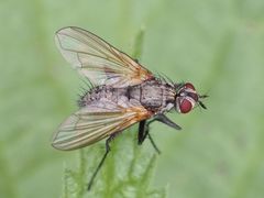 Macquartia grisea