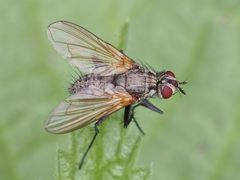 Macquartia grisea