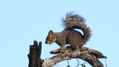 Sciurus niger limitis