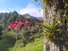 Tillandsia gymnobotrya