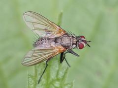 Macquartia grisea