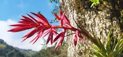 Tillandsia gymnobotrya
