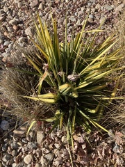 Aciphylla aurea