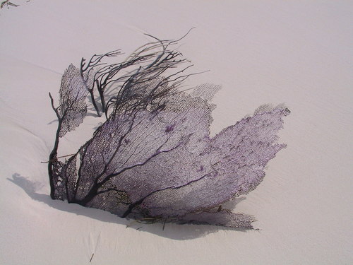 Purple Sea Fan, photo 9 of 9