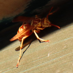 Polistes apachus apachus