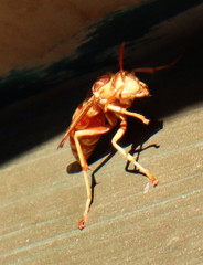 Polistes apachus apachus