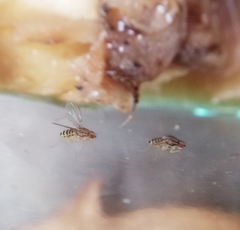 Drosophila busckii