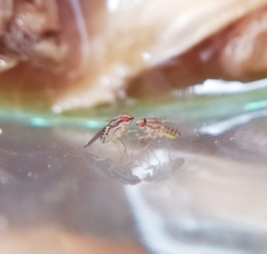 Drosophila busckii