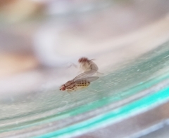 Drosophila busckii