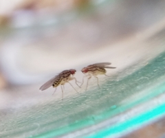 Drosophila busckii