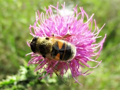 Eristalis tenax