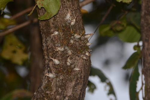 Dendrobium microbulbon, photograph 1