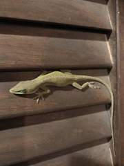 Anolis carolinensis