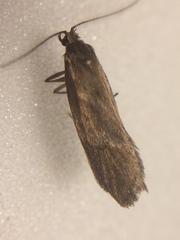 Diurnea lipsiella