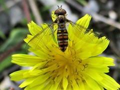 Episyrphus balteatus