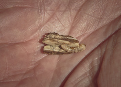 Plagithmysus varians