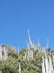 Buteogallus lacernulatus