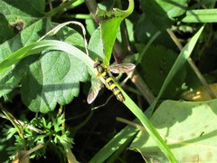 Sphaerophoria scripta