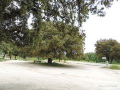 Quercus rotundifolia