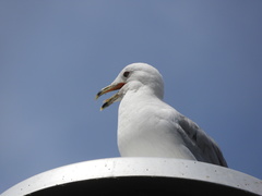 Larus delawarensis