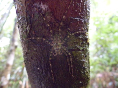 Pandercetes