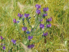 Echium plantagineum