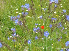 Anchusa azurea