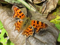 Polygonia c-album