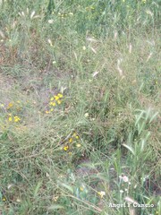 Hordeum murinum leporinum