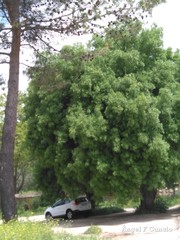 Fraxinus angustifolia