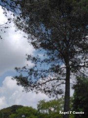 Pinus halepensis