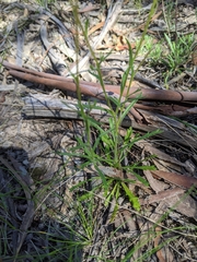 Brachyscome aculeata