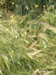 Hordeum murinum leporinum