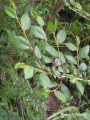 Ulmus pumila